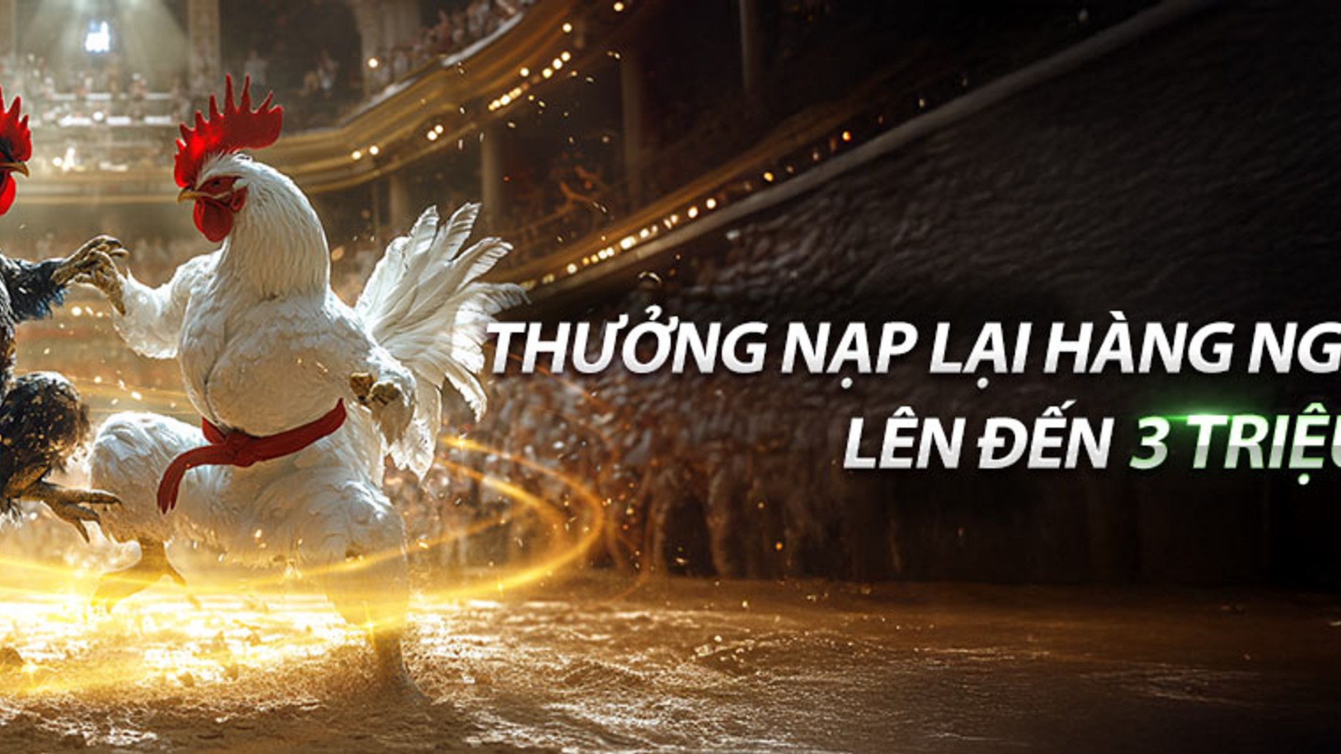 Hình ảnh chiến kê hùng dũng tại sàn đá gà new88 com